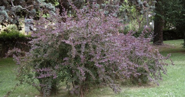 Berberis vulgaris